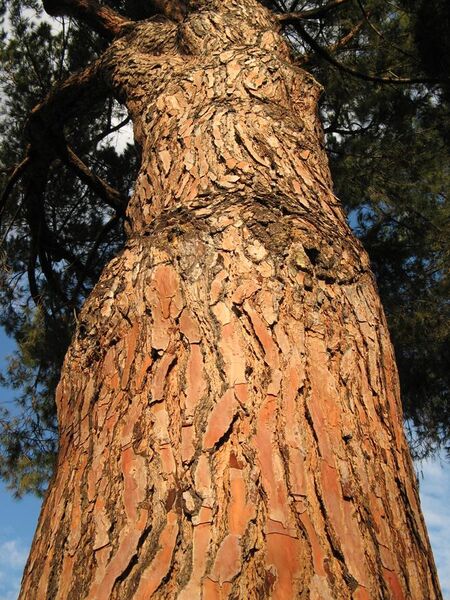 File:Pinuspinea.jpg