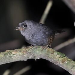 Planalto tapaculo Scytalopus pachecoi.jpg