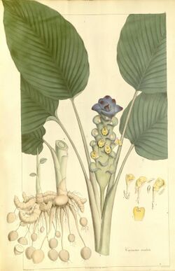 Plantae Asiaticae Rariores - plate 010 - Curcuma cordata.jpg