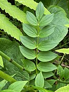 Polemonium vanbruntiae leaves in Vermont on June 23