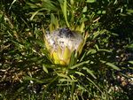 Protea longifolia flower.JPG