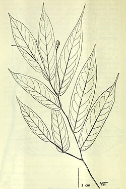 Pseuduvaria sessilifolia.jpg