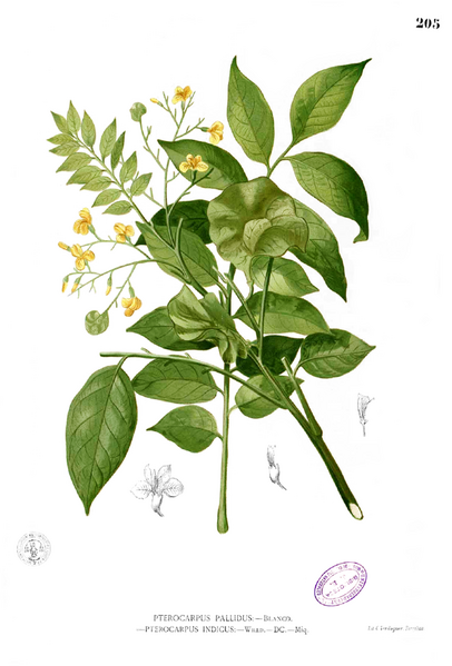 File:Pterocarpus indicus Blanco1.205.png