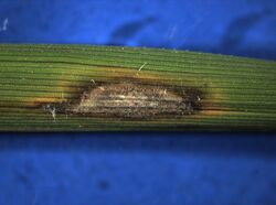 A typical eye-shaped lesion of rice blast disease on the 'Katy' rice cultivar inoculated with "Magnaporthe grisea"