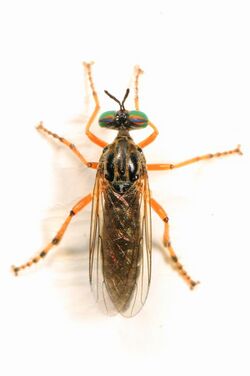 Robber Fly - Taracticus octopunctatus, Woodbridge, Virginia - 14738793687.jpg