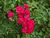 Rosa 'Flower Carpet Scarlet' 2a.jpg