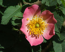 Rosa villosa.jpg