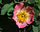 Rosa villosa.jpg