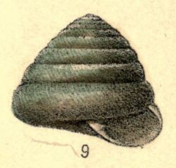 Sagda alveare shell.jpg