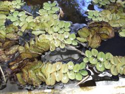 Salvinia auriculata-lake-yercaud-salem-India.JPG