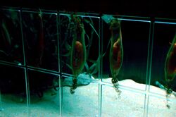 photo of nursehound egg capsules hanging in an aquarium, some cut open to show the embryo sharks inside