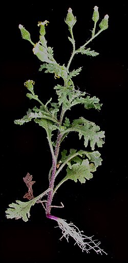 Senecio viscosus 15-p.bot-sene.visco-04.jpg