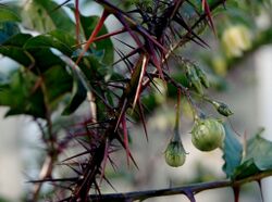Solanum atropurpureum fruits.jpg