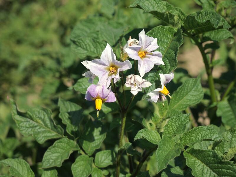 File:Solanum tuberosum Ajanhuiri (02).jpg