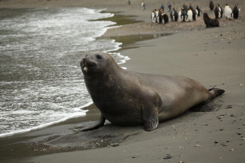 File:Southern Elephant Seal poses seductively on the beach (5797919211).jpg