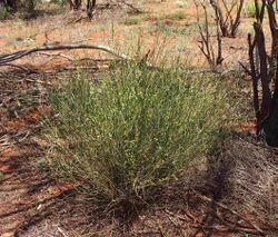 Spartothamnella teucrifolia habit.jpg