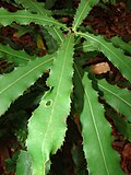 Starr 080715-9228 Macadamia integrifolia.jpg