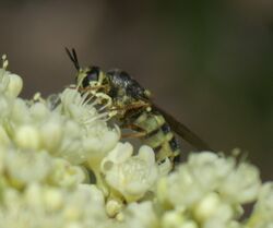 Stratiomys laticeps P1470811a.jpg