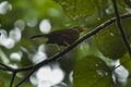 Sulawesi Thrush - Sulawesi MG 5140 (17234338791).jpg