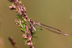 Sympecma paedisca female andreas thomas hein libellenwissen.de IMG 2707.JPG