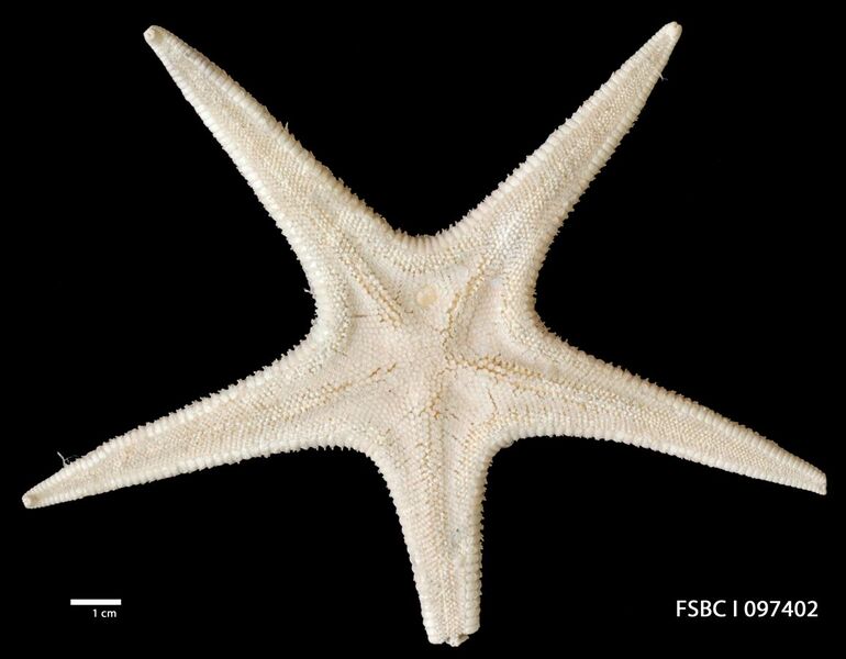 File:Tethyaster grandis.jpg