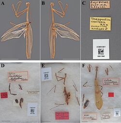 The-type-material-of-Mantodea-(praying-mantises)-deposited-in-the-National-Museum-of-Natural-zookeys-433-031-g018.jpg