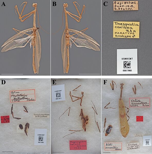 File:The-type-material-of-Mantodea-(praying-mantises)-deposited-in-the-National-Museum-of-Natural-zookeys-433-031-g018.jpg