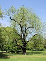 The Black Walnut Tree Of Marble Hill Park, London. (4621674542).jpg