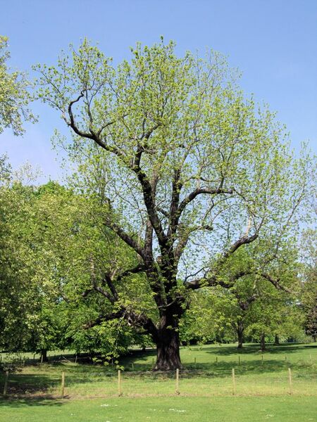 File:The Black Walnut Tree Of Marble Hill Park, London. (4621674542).jpg