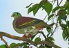 Thick-billed Green Pigeon (Treron curvirostra).jpg
