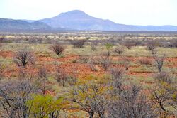 Typical Veld near Petrified forest (Namibia).jpg