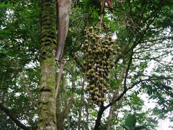 Verschaffeltia splendida - Fruit.jpg