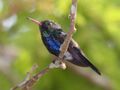 Violet-bellied Hummingbird.jpg