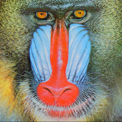 A close-up of a mandrill, with various colors depicted
