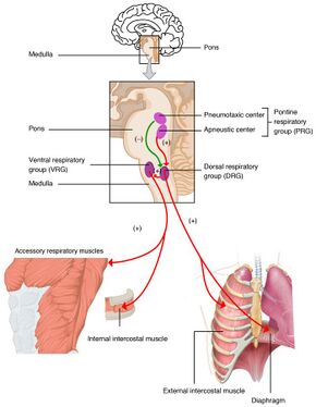 2327 Respiratory Centers of the Brain.jpg