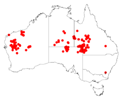 Acacia cyperophyllaDistMap251.png