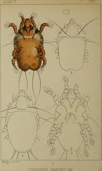 Acari, Myriopoda et Scorpiones hucusque in Italia reperta (1886) (16768362611).jpg