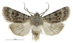 Agrotis admirationis male.jpg