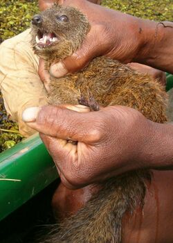 The mongoose-like, brown small carnivoran is held by a man.