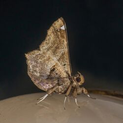 Amphigonia cf. hepatizans.jpg