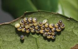 Andraca theae eggs1.JPG