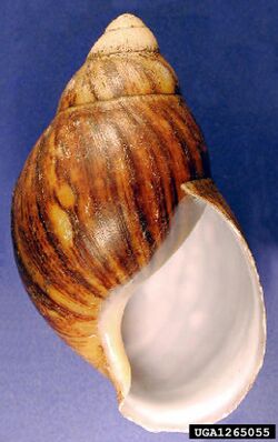 Archachatina marginata shell.jpg