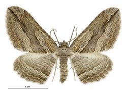 Austrocidaria gobiata male.jpg