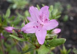 Azalea-rhododendron yedoense.jpg