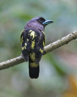 banded broadbill dorsal view showing yellowish streaking on the black wings and tail