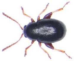 Batophila rubi (Paykull, 1977).jpg