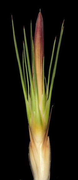 Baxteria australis (8694933979).jpg