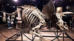 Big John triceratops skeleton 5.jpg