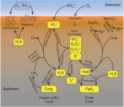 Biogeochemical sulfur cycle of marine sediments.jpg