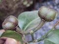 Blachia andamanica subsp. denudata 23.JPG